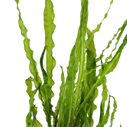 Cryptocoryne crispatula - potte