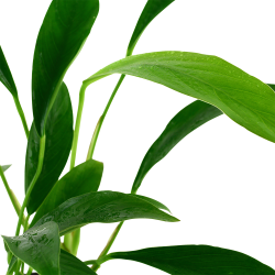 Anubias barteri var. glabra - potte