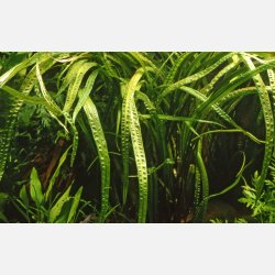 Cryptocoryne crispatula - 1-2-grow