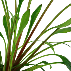Cryptocoryne x willisii - potte