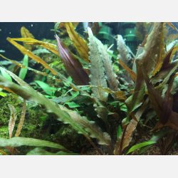 Cryptocoryne undulata 'Broad Leaf' - 1-2-grow