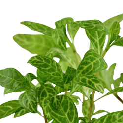 Hygrophila polysperma 'Rosanervig' - potte