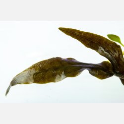 Cryptocoryne wendtii 'Mi Oya' - 1-2-grow