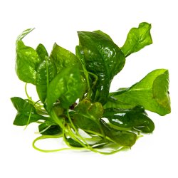 Echinodorus grisebachii 'Tropica' - 1-2-grow