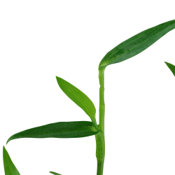 Murdannia keisak - potte