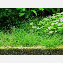 Eleocharis acicularis - 1-2-grow