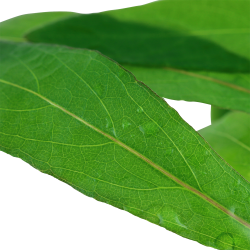 Hygrophila corymbosa 'Siamensis 53B' - potte