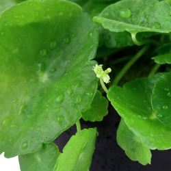 Hydrocotyle verticillata - potte