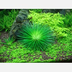 Eriocaulon cinereum - 1-2-grow