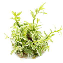 Hygrophila polysperma 'White' - 1-2-grow