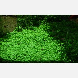 Glossostigma elatinoides - 1-2-grow