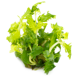 Hygrophila difformis - 1-2-grow