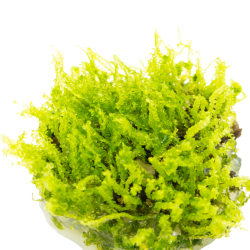 Solenostoma tetragonum 'Pearl Moss' - 1-2-grow