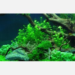 Hemianthus micranthemoides - 1-2-grow