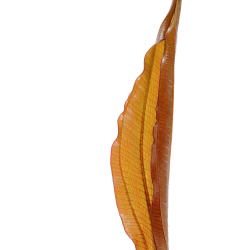 Echinodorus 'Red Diamond' - potte