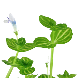Lindernia rotundifolia - potte