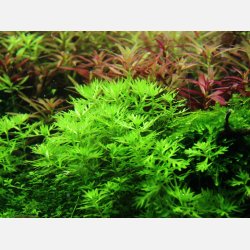Hottonia palustris - 1-2-grow