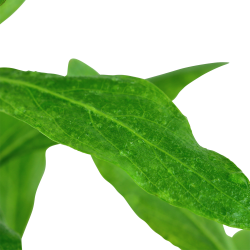 Hygrophila polysperma - potte