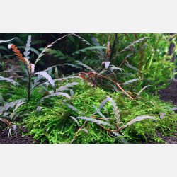 Hygrophila pinnatifida - 1-2-grow