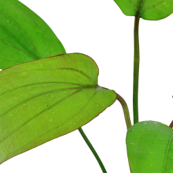 Echinodorus x barthii - potte