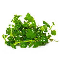 Hygrophila serpyllum - 1-2-grow