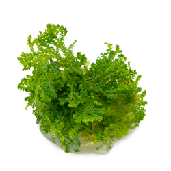 Selaginella uncinata - 1-2-grow