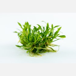 Cryptocoryne parva - 1-2-grow