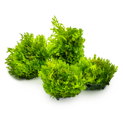 Riccardia chamedryfolia - 1-2-grow