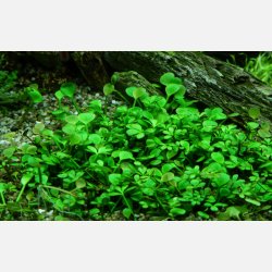 Marsilea hirsuta - 1-2-grow
