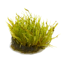 Plagiomnium sp. 'Thyme Moss'  - 1-2-grow