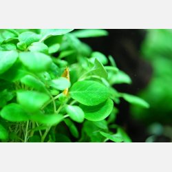 Lobelia cardinalis 'Mini' - 1-2-grow