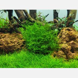 Leptodictyum riparium - 1-2-grow
