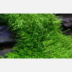 Utricularia graminifolia - 1-2-grow
