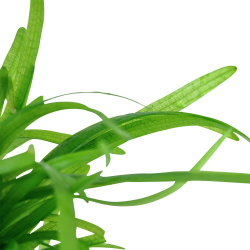 Sagittaria subulata - 1-2-grow