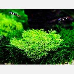Riccia fluitans - 1-2-grow