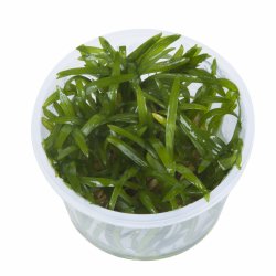 Sagittaria subulata - 1-2-grow