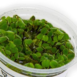Salvinia minima - 1-2-grow
