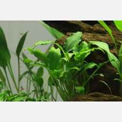 Schismatoglottis prietoi - 1-2-grow