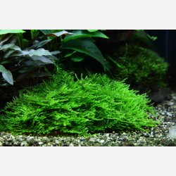 Taxiphyllum sp. 'Spiky Moss' - 1-2-grow
