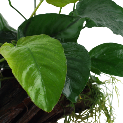 Anubias barteri sp. - p rod - XL