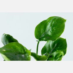 Anubias barteri Coin Leaf - potte 