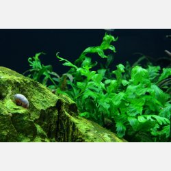 Bolbitis heudelotii - clips