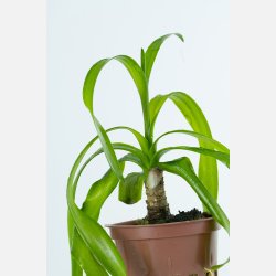 Crinum thaianum - potte