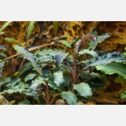 Bucephalandra 'Kedagang' - potte