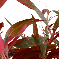 Alternanthera reineckii 'Pink' - XL potte