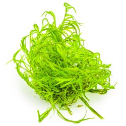 Najas guadalupensis 'Guppy Grass' - 1-2-grow