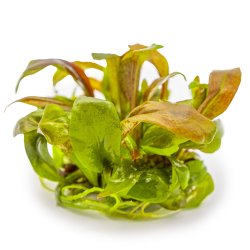 Lysimachia parvifolia �Red� - 1-2-grow