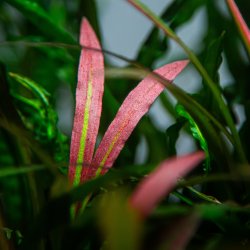 Cryptocoryne spiralis 'Red' - potte