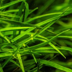 Eriocaulon sp. 'Vietnam' - potte