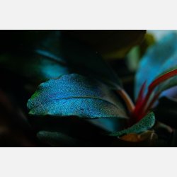 Bucephalandra sordidula 'Blue' - potte